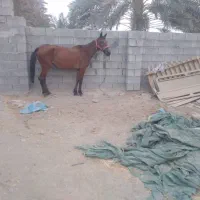 مادیون
