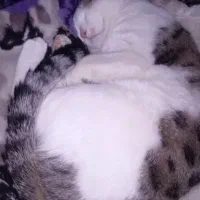 گربه DSH واگذاری|گربه|پرند, فاز ۶|دیوار