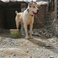 واگذاری سگ آلابای