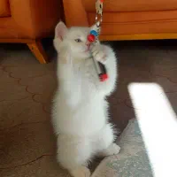 بریتیش شاهتوله|گربه|شیراز, قدوسی شرقی|دیوار