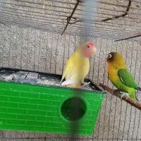 کوتوله زیبا|پرنده|شیروان (خراسان), |دیوار