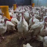 بوقلمون بیوتی ۲ماهه ۴کیلویی