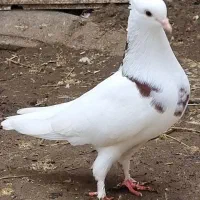 کبوتر طوقی نر