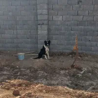 توله قدرجونی