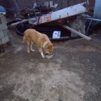 سگ نر|سگ|بردسکن, |دیوار