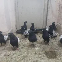 سینه سیاه سرسیاه