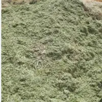 شبدر چین اول وچین دوم خورد شده