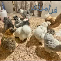 تخم نطفه دار مرغ ابریشمی بالای 85درصد|حیوانات مزرعه|ری, ظهیرآباد|دیوار