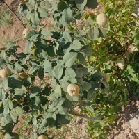 فروش فوری باغ|فروش خانه و ویلا|شاهینشهر, گزبرخوار|دیوار