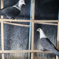 دو تا کلاغ کربلایی سیاه