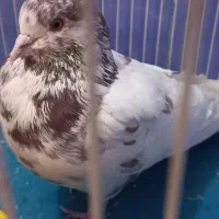 کبوتر، کفتر