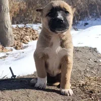 تو*له *سگ *سرابی*اصیل