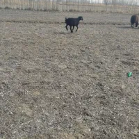 بره نر دشتی|حیوانات مزرعه|فیروزآباد (آذربایجان), |دیوار