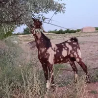 1راس چوش پلنگی لنگ سه قلو مخصوص تخم