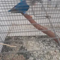 عروس هلندی طوطی برزیلی