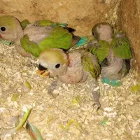 یک جفت طوطی برزیلی مولدو 3 جوجه سالم و زیبا