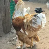برهما لمون|حیوانات مزرعه|اهواز, کوی باهنر|دیوار