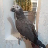 فروش کاسکو نر سخنگو و جمله گو