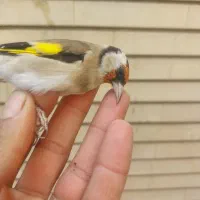 سهره نر درجه یک