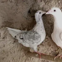 جوانه سار سرور