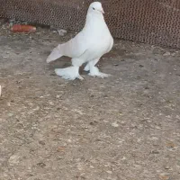 کفتر|پرنده|شیراز, ابیوردی|دیوار