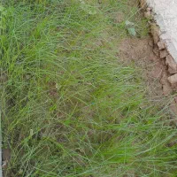 راهنمایی دا.رو خانه میخو.ام