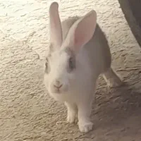 خرگوش بسیار بازیگوش