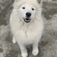 توله سامویید ۴ماهه|سگ|رشت, کوی عرفان|دیوار