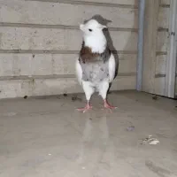 طوقی سرور مهر|پرنده|کرج, حصارک پایین|دیوار