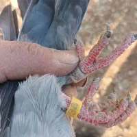 دوبر ماده|پرنده|اردبیل, |دیوار