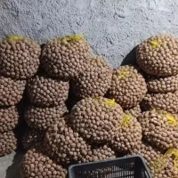 گردو|خوردنی و آشامیدنی|سروآباد, |دیوار