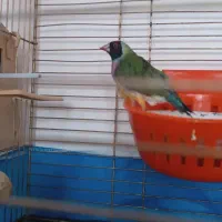 فنچ گلدین ماده