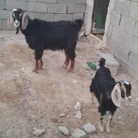 بز فروشی