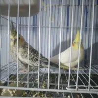 عروس هلندی|پرنده|ماکو, |دیوار