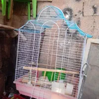قفس اروس هلندی با وسایل