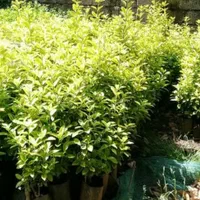 فروش،گل شمشاد