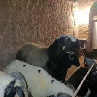 بره کره جون