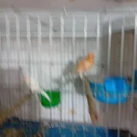 یک جفت قناری