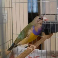 فنچ گلدین نر زیبا و خوشرنگ و خانگی