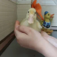 اورک