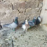 کفتر پرشی|پرنده|تربت‌حیدریه, مسجد جامع|دیوار