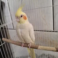 عروس‌ هلندی