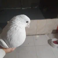 کفتر پرشی سفید مهر