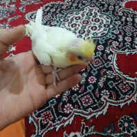 عروس هلندی سرلاکی|پرنده|رباطکریم, آدران|دیوار