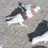 طوقی پاپر|پرنده|مبارکه, |دیوار