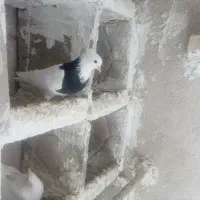 کفتر|پرنده|بروجرد, |دیوار