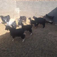 بزغاله بومی چاق|حیوانات مزرعه|آران و بیدگل, |دیوار