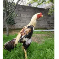دوستان آگهی بخونید گروه داریم روبیکا