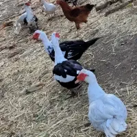 اردک مسکویی