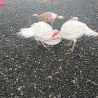 بوقلمون نر|حیوانات مزرعه|صحنه, |دیوار